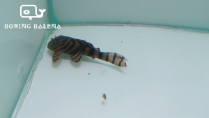 BRBN Alenquer Tiger Pleco (L397) - Panaqolus SP - Algae Eater - Ikan Pleco - Ikan Bandaraya - Aquarium Freshwater Fish / Ikan Air Tawar