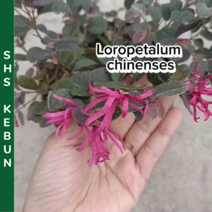Kesinai Merah Sinai Mas Tumbuhan Hidup Loropetalum Chinense Live Plant Pokok Hiasan SHS Kebun