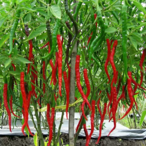 Benih Cabe Cabai Keriting Tenggo Isi 10 Gram Cap Tiga Daun Tipe Keriting Super