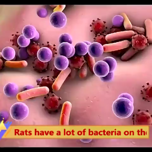 5PCS/PACK Insect And Mouse Repellent Pills Strong Insect And Mouse Repellent For Outdoor And Indoor Use