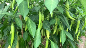 Hạt giống ớt sừng vàng Châu Phi -Gói 0.1gram(tặng kèm phân bón)