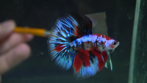 Premium Betta Fish / Ikan Laga/ Kindly DM for Your Pick