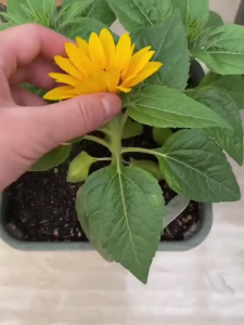 Combo 2 gói hạt giống hoa hướng dương lùn-gói 30 hạt