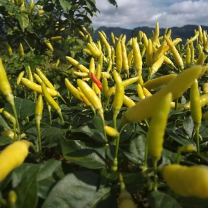 Benih Cabe Cabai Rawit Dompu Isi 10 Gram Cap Tiga Daun Tipe Tegak Warna Putih