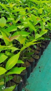 Bibit Jambu Air Dalhari