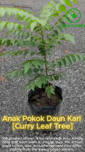 Anak Pokok Daun Kari / Curry Leaf Tree [Real Plant / Live Plant / Pokok Hidup]