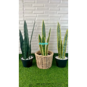 Pohon Artificial Tanaman Hias Lidah Mertua Latex Variasi Warna Cover Pot Anyaman Rotan Dekorasi Kantor Hiasan Meja