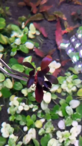 [Aquatic Plant] Bucephalandra Sp Black Angel Dark Metallic Submerged Rare Plants Bucep Buce 黑天使稀有辣椒榕水下叶 Citizen Blue Angel Price - Lazada