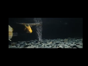 BATU KORAL HITAM BENGKULU 1 KG DEKORASI AQUARUM