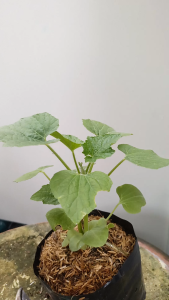 ต้นฟักแฟง ในถุงเพาะ 5.5นิ้ว.ต้นฟักเขียว ต้นฟัก ต้นแฟง