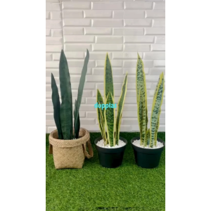 Pohon Artificial Tanaman Hias Lidah Mertua Latex Variasi Warna Cover Pot Anyaman Purun Handle Dekorasi Cafe Pajangan Meja