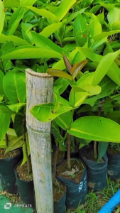 Bibit Jambu Air Citra