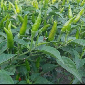 Benih Cabe Rawit Mesie Isi 10 Gram Cap Tiga Daun Tipe Tegak Super Pedas