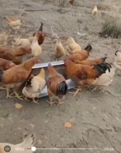 Feeding trough chicken supplies rain proof feeding trough chicken equipment automatic tool for fee