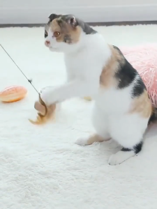 Premium Cat Toy Teaser Cat Toy Mainan Kucing Ball Bell Scratch Teaser Stick A Cat Toy Wand Teaser