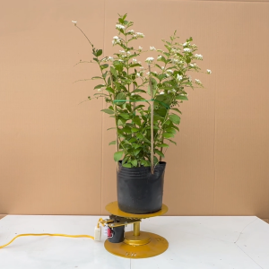 Cây Chuỗi Ngọc Trắng - Cây Chuỗi Ngọc Thái siêu hoa