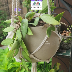 The Leaferie Lyon (Series 15) hanging plant pots Ceramic flowerpot flowerpots flower pot planter