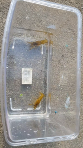 MARBLE 10 EKOR PER PACK + 5 ekor percuma