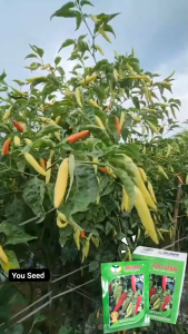 Benih Bibit Biji Cabe Rawit Setan Super BESTAVI 10g Cap You Seed