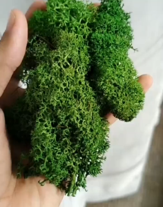 5g/10g Preserved moss 永生苔藓 Colour Real Natural Green Moss Home Gift Flower Decoration (Lumut Hiasan Semulajadi) Kayangan