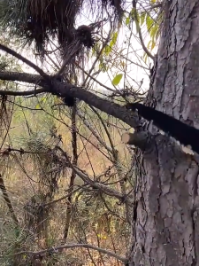 ตามคู่มือตามงาน ไม้เลื่อยพับ ทำให้ต้นไม้เลื่อยตัดต้น สแตนเลส