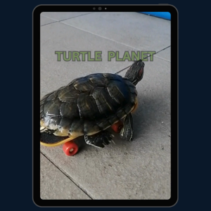 Parrot Turtle Skatebaord Pet Training Funny Intelligence Parrot Turtle Training Tool Toy
