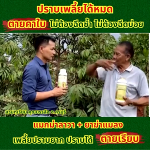 🔥🔥 ส่งฟรี 🔥🔥 แมกม่า ( 250 ซีซี 1 ขวด ) สารจับใบเสริมประสิทธิภาพ ต้านเพลี้ยลดการหลุดร่วง ใช้กับพืชได้ทุกชนิด แมกม่าลาวา