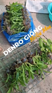 Combo 10c denro giống nhiều màu cao 7-12cm