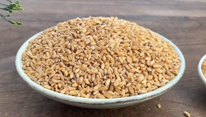 Loherbs 浮小麦 Light Wheat /Levigated Wheat【止汗、补气、除热 Sweat Control & Heat Relief】【中药材 HERBAL】