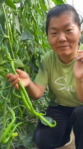 Benih Cili Lada Skru (30 seeds) / 螺丝辣椒籽 / Pepper Screw Seeds Spicy Seeds
