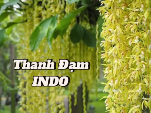 Hoa lan Thanh đạm Indo Cây Trồng Trong Chậu Hoa Đẹp Cho Ngày Tết Cây Dễ Chăm Sóc Cây Phù Hợp Khí Hậu Việt Nam - Lazada