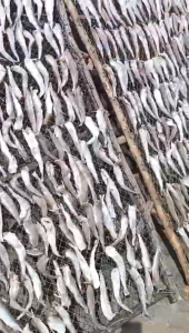 khô cá mối nguyên con sạch ngon rẻ bổ- Vựa Khô Tú Sương