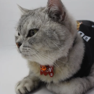 Kalung Kucing Custom Nama Lonceng Lucu Terbaru Gratis Ongkir - Precious Pet Necklace Painted Acrilyc