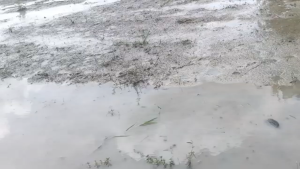 AllyPlus 77 WG Kemasan 40 gram/Herbisida BroadPlus 77 WG Kemasan 40 gram/Obat Gulma Padi