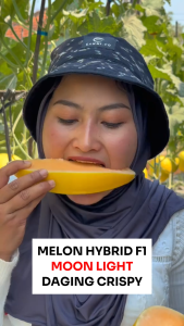 Benih Unggul Melon Hybrid F1 MOON LIGHT 1 gr Cap TUNAS BERLIAN Daging Crispy