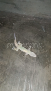Racun Pembasmi Cicak Cicaku Cream Oles Anti Cicak Pengusir Cicak Dijamin Ampuh