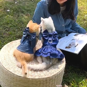 【Trending】 Whisker Multi-Size Dog Walking Out Chest and Back Traction Apparel Pet Cat Denim Skirt