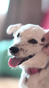 BUY 5 PACKS 50 GRAMS HUMICVET / SUPPLEMENT FOR ALL PETS