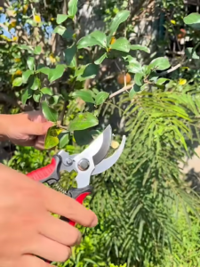 กรรไกรตัดกิ่งไม้ ทำจากเหล็ก SK5 + ด้ามจับ PVC แข็งแรงทนทานพร้อมส่ง