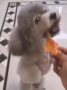 Pet Healthy 30/50/100pcs Dog Sausage Dog Treats Dog Food Pet Cat Sausage Treats Pet Dog Snack Pet Sausage 15g