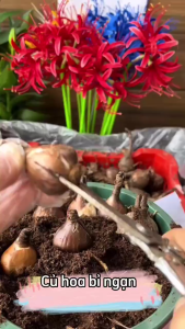 5 củ hoa bỉ ngạn hoa màu đỏ dể trồng-thời gian ra hoa 2 tháng