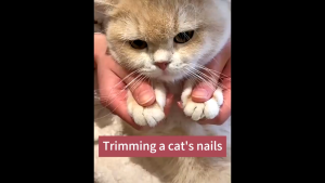 AP AIMAYAPET Cat Claw Scissors Pet Grooming Nail Clipper Pet Nail Cutter Cat Dog Nails Trimmer Pet Nail Scissors