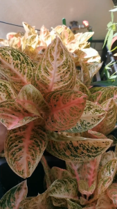 Aglaonema Golden Dragon Rare | The Plant Project