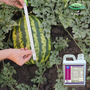 Pupuk Pelebat Penyubur Buah Semangka / Pupuk Pembesar Tanaman Semangka Cepat Berbuah / POC Buah