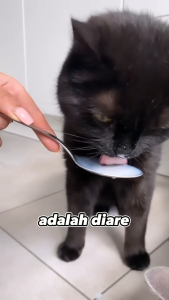 OBAT ANTI DIARE MENCRET KUCING MENGATASI GANGGUAN PENCERNAAN DAN VITAMIN KUCING 30ML