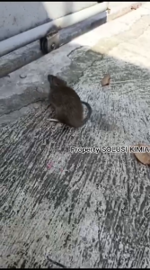 Racun Tikus Paling Ampuh Pembasmi Tikus Mati Kering Rat To Kill