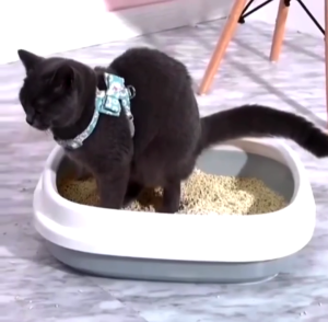 Cat Litter Box with Scoop Kitten Box Cat Toilet Deodorization Leakage Prevention Pet CR