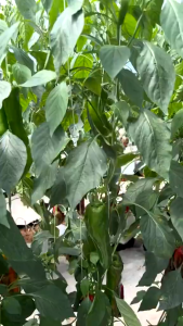 Hạt Giống Ớt Sweet Palermo - Hạt Giống F1 Loại Siêu Trái Ít Sâu Bệnh Thu Hoạch Sớm