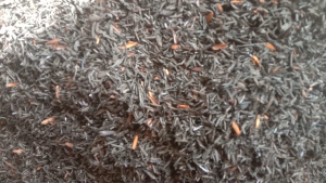 Sekam Bakar Ramah Lingkungan: Media Tanam Organik 50 Kg