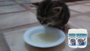Original Authentic Midalac Goats Milk for Cats & Kittens / Susu Kambing Kucing